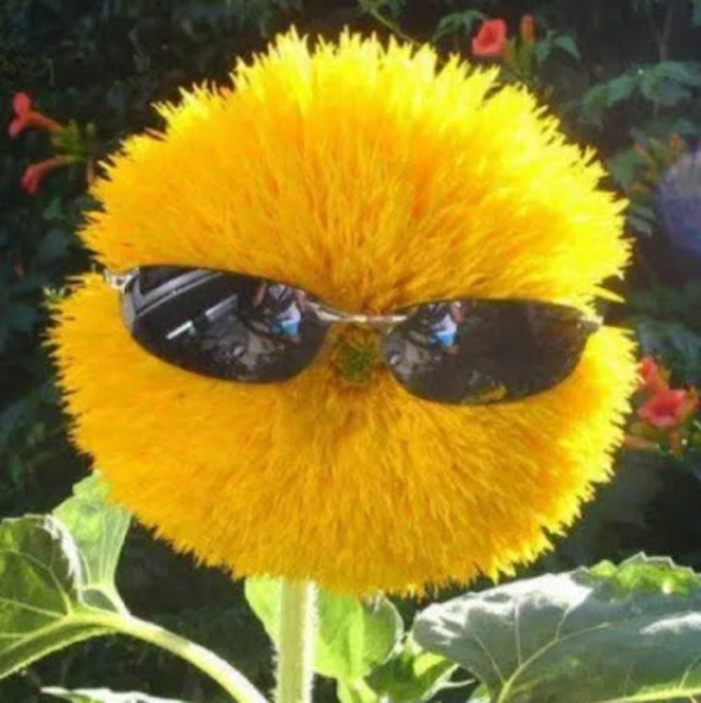 Meet your Posher, Cornelious